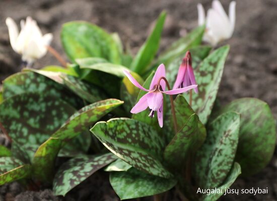Eritronis (Erythronium dens-canis)